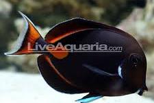 Achilles Tang