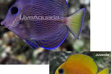 Blue Caribbean Tang Thumbnail