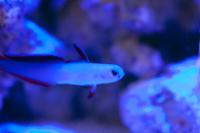 Purple Firefish