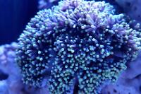 Aussie Torch Coral Thumbnail