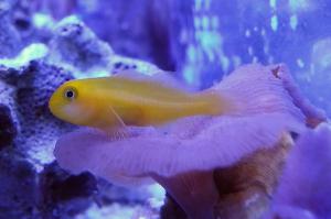 Yellow Clown Goby Thumbnail