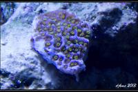 Pokerstar Montipora Thumbnail