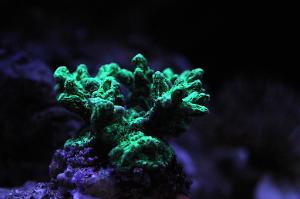 Horn Coral Fluorescent Thumbnail