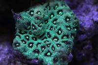 Brain Coral Pineapple Thumbnail