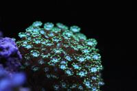 Alveopora Coral Thumbnail