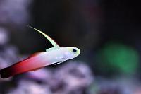 Firefish Goby Thumbnail