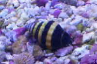 Bumble Bee Snail Thumbnail