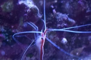 Scarlet Skunk Cleaner Shrimp Thumbnail