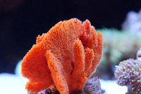 Orange Frilly Sponge