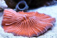 Plate Coral, Orange - Short Tentacle