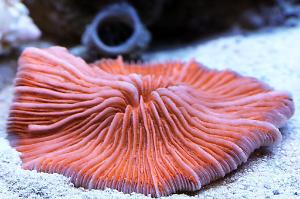 Plate Coral Orange - Short Tentacle Thumbnail