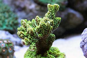 Montipora confusa Thumbnail