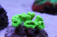 Trumpet Coral Thumbnail