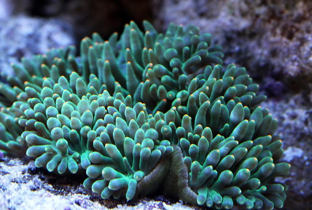 Ritteri Anemone