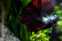 Halfmoon Betta Fish Thumbnail