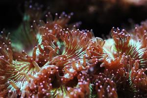 Elegance Coral Thumbnail