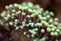 Torch Coral