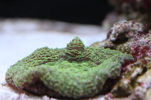 Lobophyllia Brain Coral Thumbnail