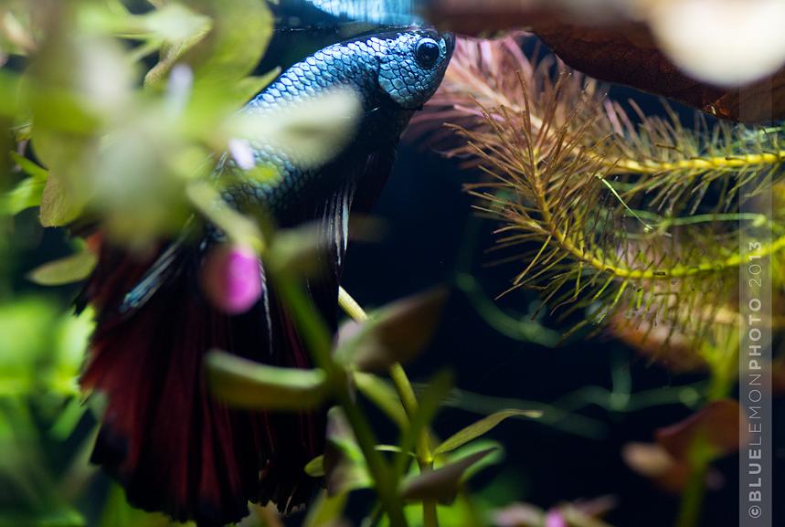  Halfmoon Betta