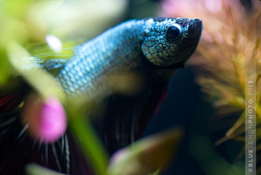 Halfmoon Betta