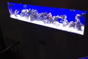 My Aquarium Thumbnail