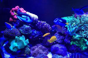 Marine Tank Thumbnail