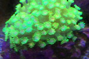 Flower Pot Coral - Alveopora Thumbnail