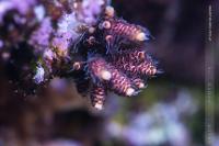 UC Half Pink Millepora Thumbnail