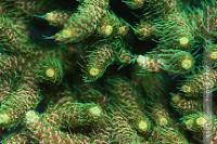 Acropora millepora Thumbnail