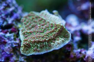 Strawberry Fields Montipora