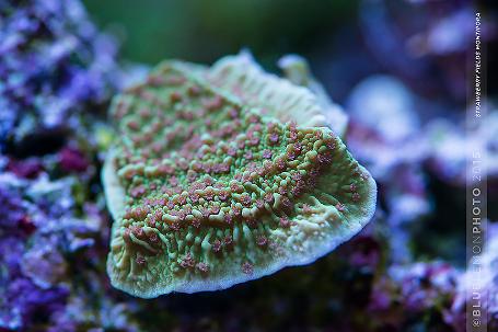 Strawberry Fields Montipora Thumbnail