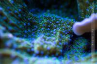 Blue Polyp Montipora Thumbnail