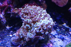 Hammer / Anchor Coral