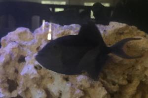 Niger Triggerfish Thumbnail