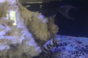 Snowflake Eel Thumbnail