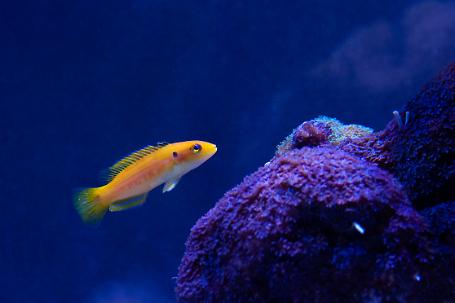 Yellow Candy Hogfish Thumbnail