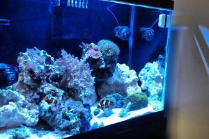 20g Office Reef Thumbnail