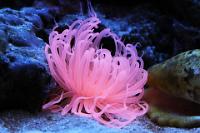 Tube Anemone