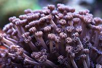 Flower Pot Coral - Green