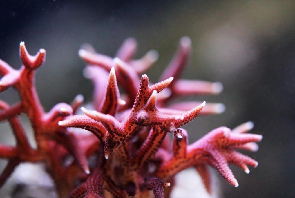 Birdsnest Coral