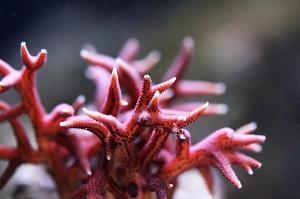 Birdsnest Coral Thumbnail