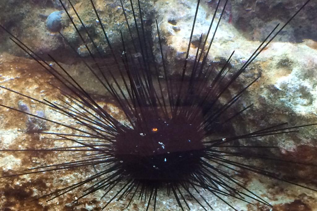 Black Longspine Urchin / Diadema setosum 74