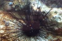 Black Longspine Urchin Thumbnail