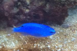 Blue Damselfish Thumbnail