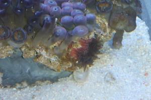 Red Speckled Anemone Thumbnail