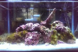 10 Gallon Thumbnail