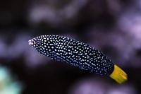 Yellowtail Tamarin Wrasse Thumbnail