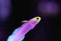 Firefish Helfrichi Thumbnail