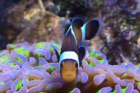 Ocellaris Clownfish Black and White Thumbnail