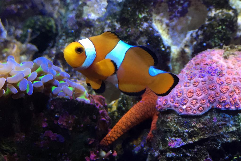 Ocellaris Clownfish (Orange)